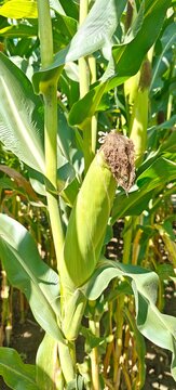 corn on the stalk