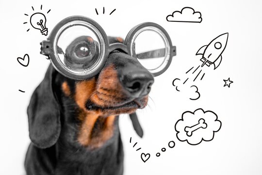 A black and tan dachshund dog wears oversized round glasses against a white background, surrounded by doodles of a light bulb, rocket and thought bubble with a bone, a concept of smart pet.