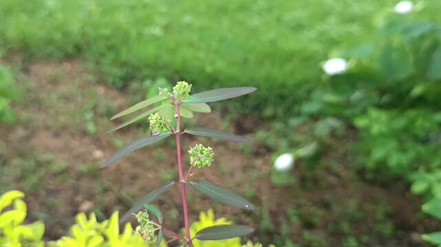 The selected region appears to show a slender wild herb that resembles a spurge species such as Euphorbia hypericifolia, graceful sandmat, or a closely related Euphorbia weed. 