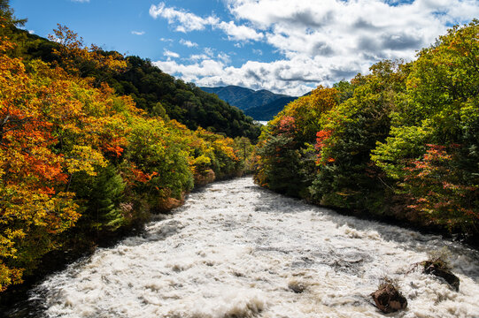 鮮やかな紅葉の林の間を勢いよく流れる渓流と遠方の山並み
