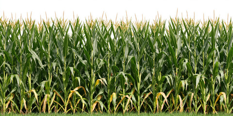 Obraz premium Corn and maize plants in a dense green field crop for agriculture farming isolated on a clean white background