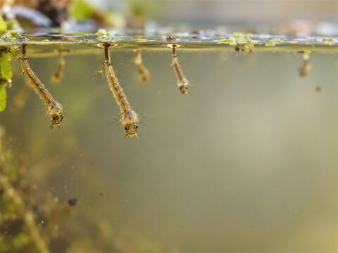 Mosquito larvae hanging beneath the surface of stagnant water with breathing tubes reaching the air in a clear side view showing aquatic development and a common standing water breeding habitat