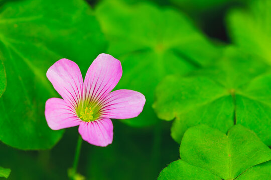 Macro view of a delicate pink wood sorrel flower bloom among green leaves.