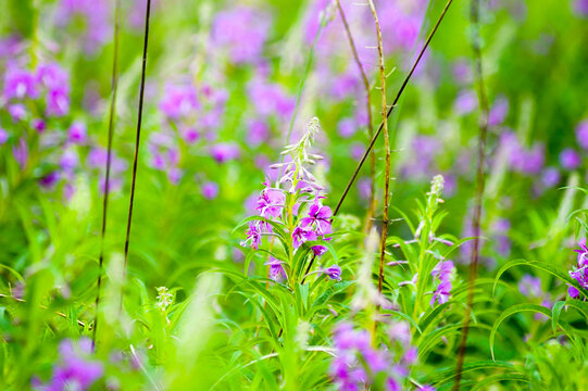 Green natural background, photo of green meadow grass and purple flowers