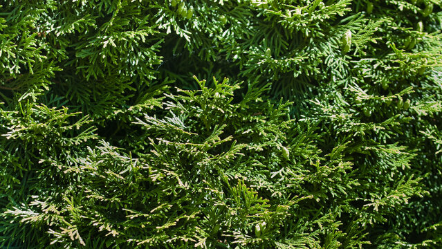 Green background, close-up of the texture of thuja tree branches