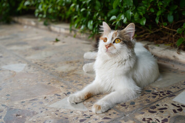 cat in the garden © Ahmed J.R