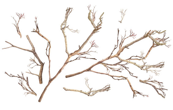 Watercolor set with bare tree branches isolated on white background. Autumn or winter hand-drawn botanical clipart for card and modern branding. Brown nature element for wallpaper or wrapping