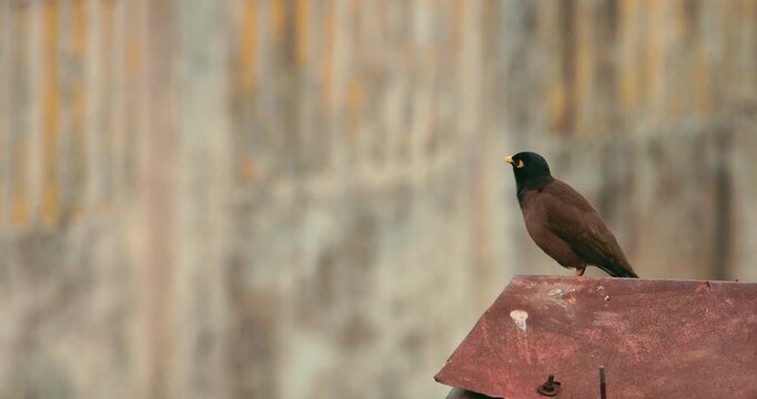 Myna bird perched on a rooftop with blurred urban backdrop, city wildlife scene, bird watching concept
