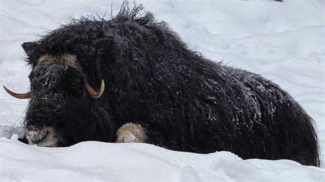 Medium side view of a muskox lying down resting in thick snow	
