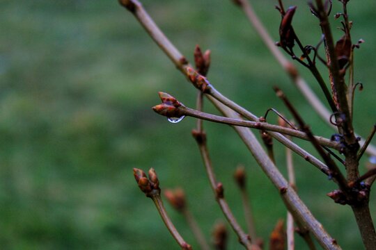 Ramas de &aacute;rbol con gota de agua