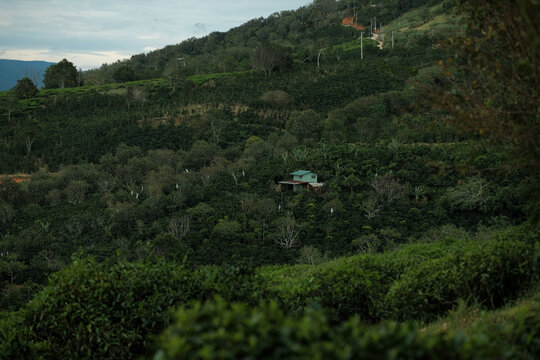 A house on the hillside amidst a coffee plantation in Cau Dat Da Lat Vietnam