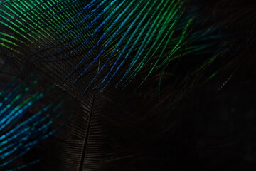 iridescent blue and green peacock feather macro texture © Macro Buddy
