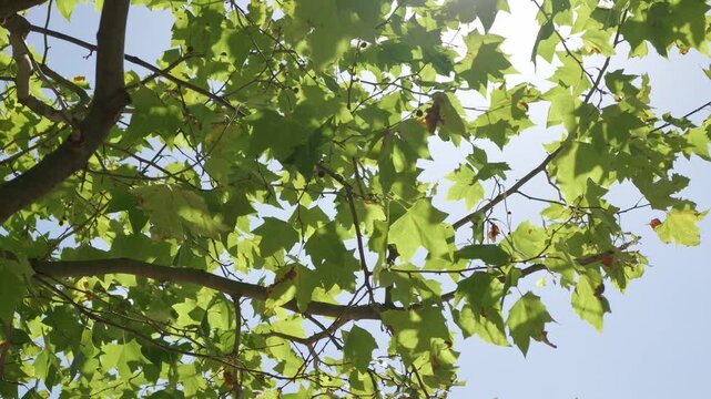 Green plane tree leaves creating a vibrant canopy against a clear blue sky in Paris