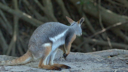 Yellow-Footed Rock Wallaby Standing Alert in a Natural Australian Habitat © blueringmedia