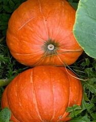 Top down close up view of two large ripe orange pumpkins resting on green foliage in a garden patch. © Baa