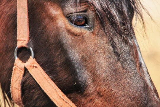 Primer plano del ojo y hocico de un caballo marr&oacute;n, con detalle de las pesta&ntilde;as y textura del pelaje, en tonos c&aacute;lidos y luz natural.