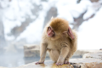 A baby monkey is grooming itself with its feet on a rock at a hot spring. © officek