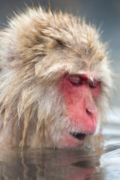 A wild monkey soaking in a hot spring to relax on a cold winter day, Japan
