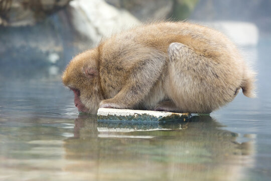 A wild snow monkey peering into the hot spring water from a rock, deep in the mountains of Japan.