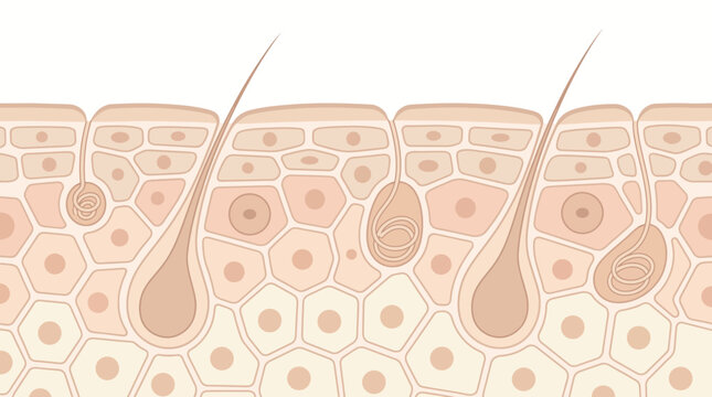 Human Skin Cross Section with Hair Follicles and Sweat Glands.