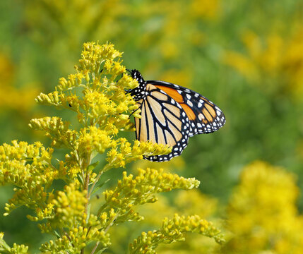 Monarch butterfly on a goldenrod flower