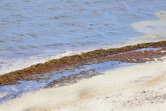 Sargassum Seaweed Accumulation on Sandy Beach Shoreline in Puerto Madero, Mexico