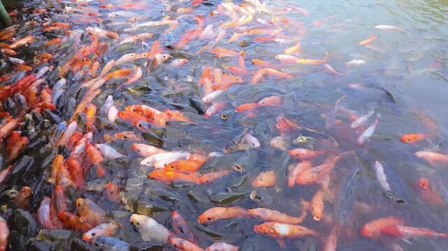 Colorful koi fish feeding together in a pond