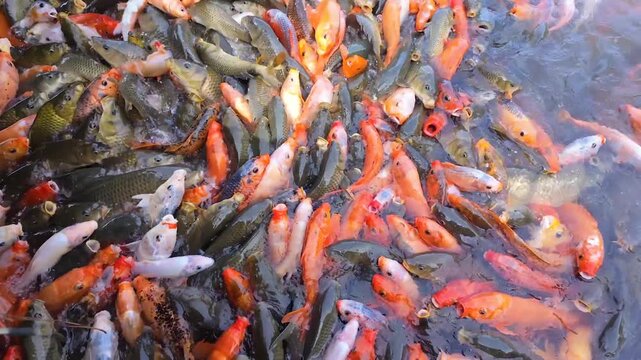 Colorful koi fish feeding together in a pond
