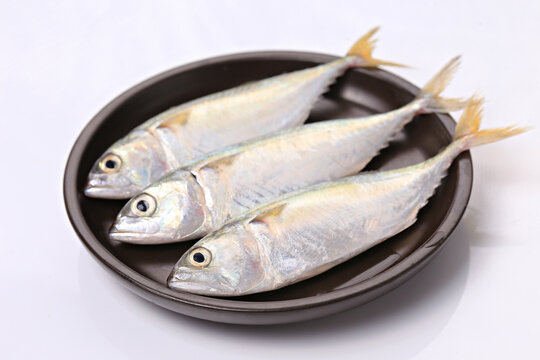 Fresh short mackerel fish isolated on white background, raw seafood ingredient