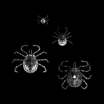 Detailed hand drawn vector set of lone star ticks (Amblyomma americanum) showing different life stages and views, vintage black and white engraving illustration isolated on black background.