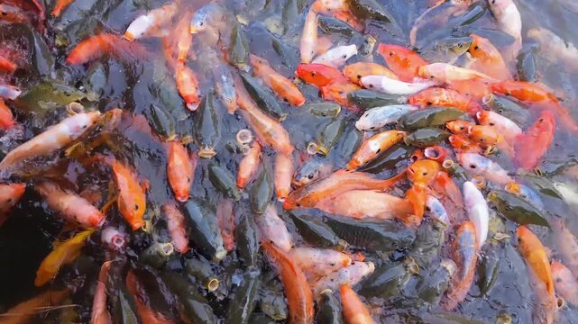 Colorful koi fish feeding together in a pond