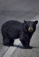 Bear Cub in Road © LJ