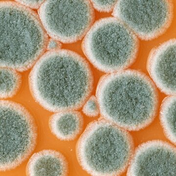 Circular green mold colonies growing on orange agar