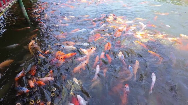 Colorful koi fish feeding together in a pond
