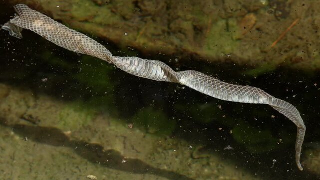 High angle closeup video of a molted skin shed from a checkered keelback snake, Fowlea piscator, floating on fresh water in its natural habitat during spring in Himachal Pradesh, India.