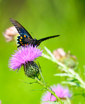 Front view of a pipevine swallowtail, or blue swallowtail, getting nectar from a thistle blossom