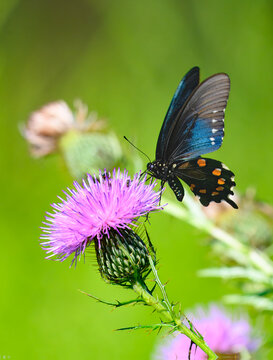 Side view of a pipevine swallowtail, or blue swallowtail, on a thistle blossom