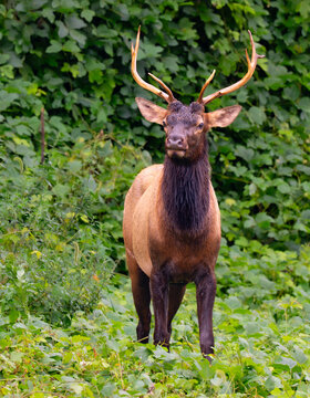 Bull elk standing regally in front of a steep mountainside in the Great Smoky Mountains, North Carolina
