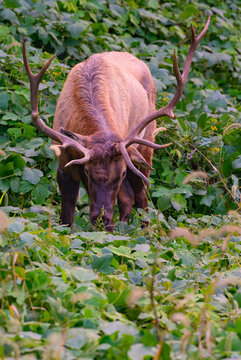 Bull elk grazing on kudzu, its head lowered and showing the impressive size of its antlers