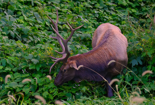 Bull elk on a steep mountainside eating kudzu in Cherokee, North Carolina