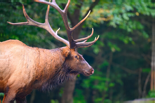 Profile portrait of a bull elk with beautiful antlers in the Great Smoky Mountains, North Carolina