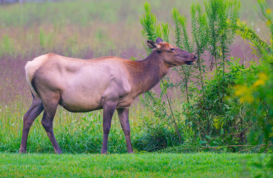Cow elk in a mowed field at Oconaluftee Visitor Center in the Great Smoky Mountains, North Carolina