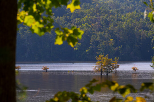 Cyprus trees growing in the Ocoee River framed by tree branches near Benton, Tennessee, USA