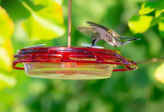 An immature male ruby-throated hummingbird hovering over a hummingbird feeder and getting sugar water from it