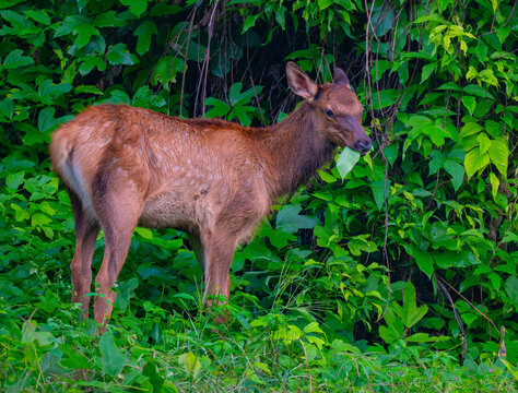 Elk calf with faint spots still showing eating kudzu in Cherokee, North Carolina