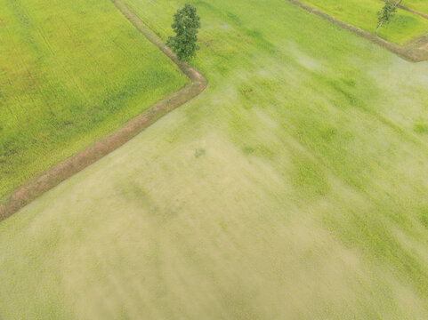 Broadcast seeded rice field during rainy season. Young green rice growing in flooded paddy farmland. Sustainable agriculture, food security and rural food production. Resilient agriculture.