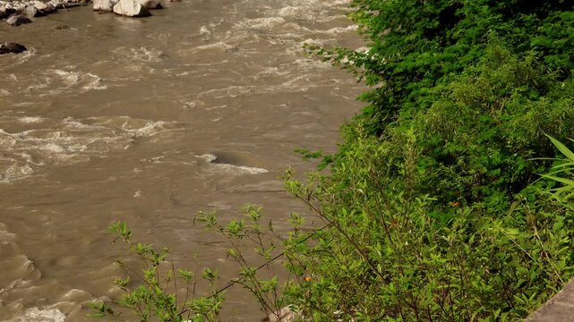 Wide close-up video shows may butterflies perching and flying among plants along the Beas River in Mandi, Himachal Pradesh, India, after intense monsoon rainfall.