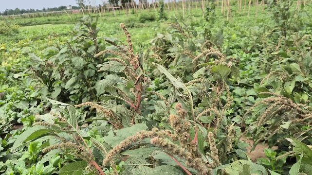 Amaranthus Flower Spikes and Seed Formation Stage Wide Field Video