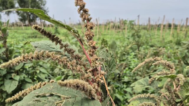 Amaranthus Flower Spikes and Seed Formation Stage Wide Field Video