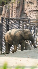 portrait of giant elephant walking under the shadow avoiding the sun light in the afternoon, the biggest animal in Chengdu Zoo, the 
